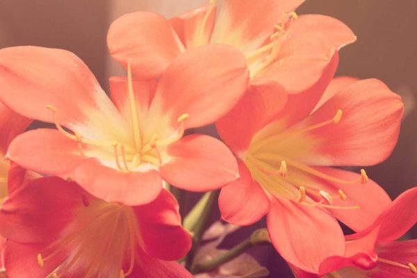 IA para Criar Conteúdo para LinkedIn: Posts que Geram Autoridade