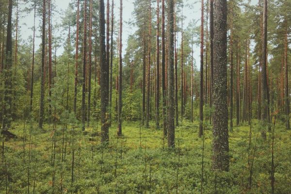 IA para Criar Música: as Melhores Ferramentas Gratuitas em 2026