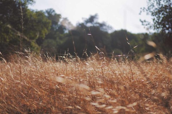 Email Marketing com IA: Como Escrever Sequências que Convertem Sem Passar Horas Escrevendo
