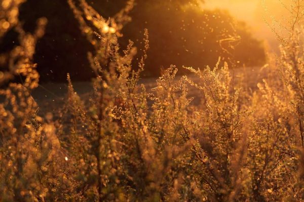 IA para Gerar Imagens: Crie Visuais Incríveis Sem Ser Designer