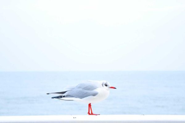 IA para Gerar Imagens Realistas: Crie Fotos Incríveis Sem Câmera